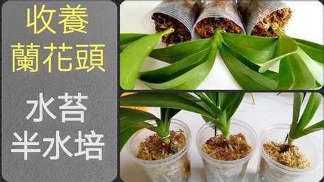 蘭花種植材料|蘭花種植材料使用指南：水苔、樹皮等，使用步驟全攻。